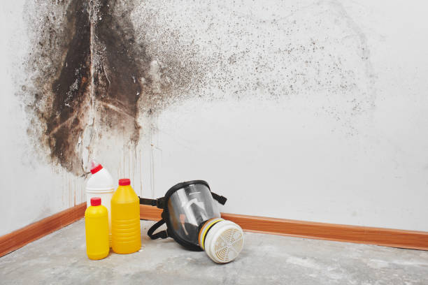 Best Crawl Space Mold Removal  in Plain City, UT