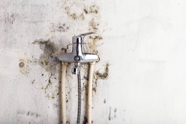 Best Toxic Mold Removal  in Plain City, UT