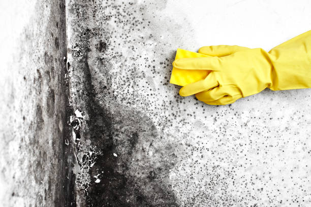 Best Mold Cleaning Services  in Plain City, UT