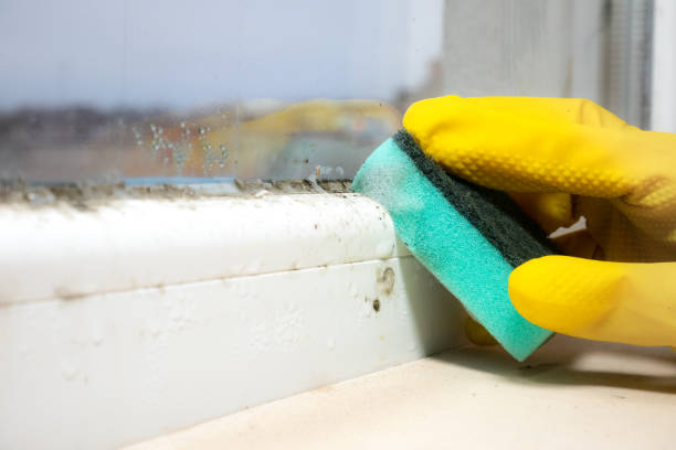Best Mold Testing  in Plain City, UT