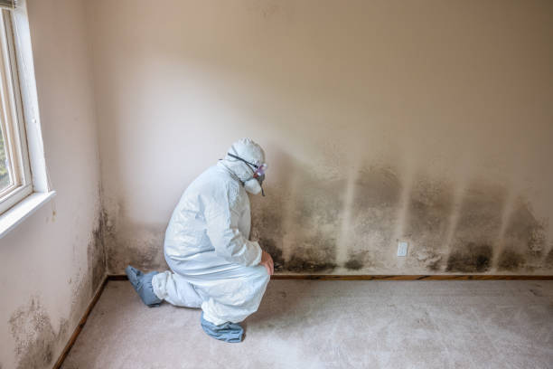 Best Toxic Mold Removal  in Plain City, UT