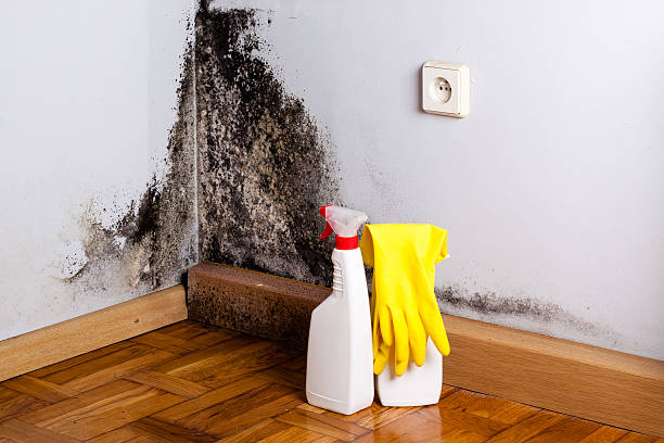 Best Black Mold Removal  in Plain City, UT