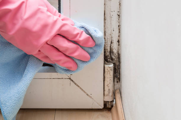 Best Attic Mold Removal  in Plain City, UT