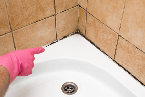 Best Crawl Space Mold Removal  in Plain City, UT