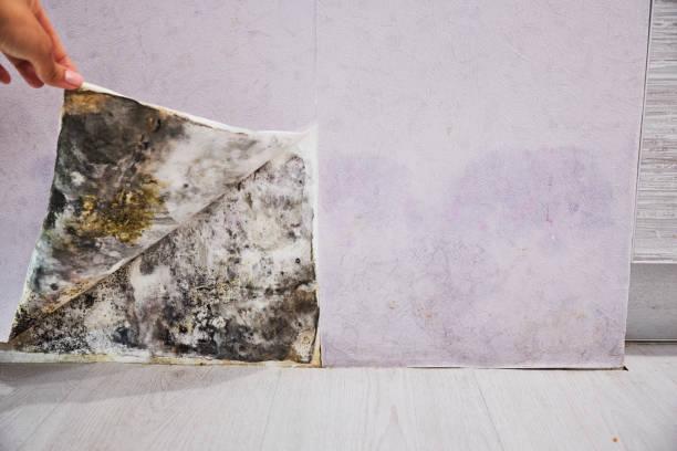 Best Toxic Mold Removal  in Plain City, UT
